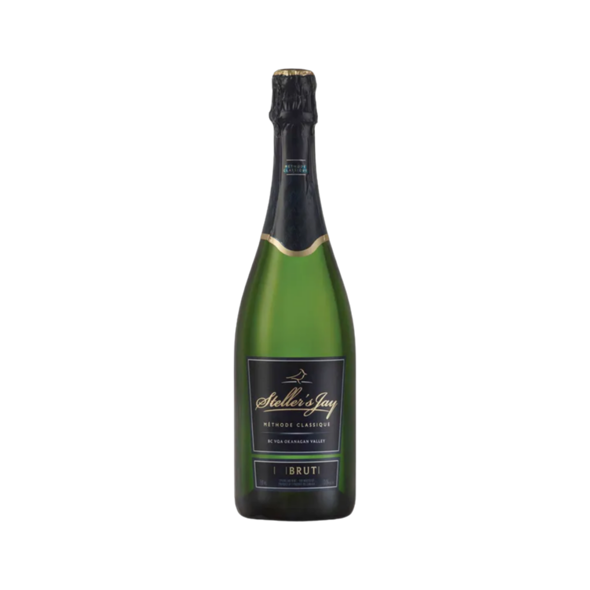Stellers Jay - Brut