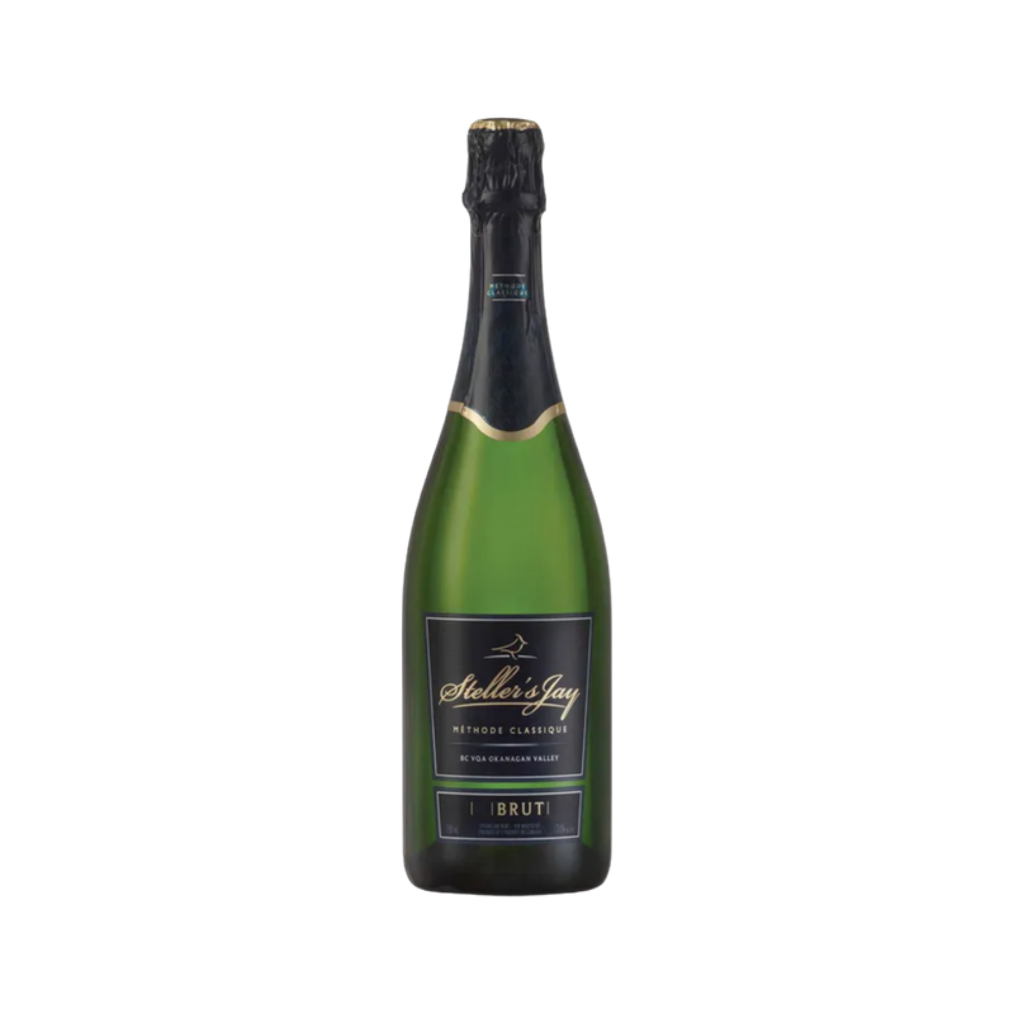 Stellers Jay - Brut